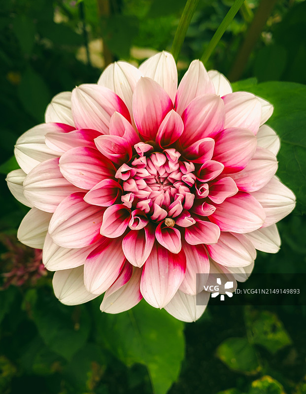 粉色大丽花特写，美国缅因州图片素材