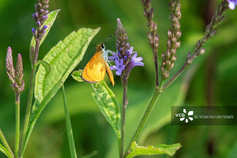 蝴蝶在花上采蜜的特写，美国威斯康星州基诺沙图片素材