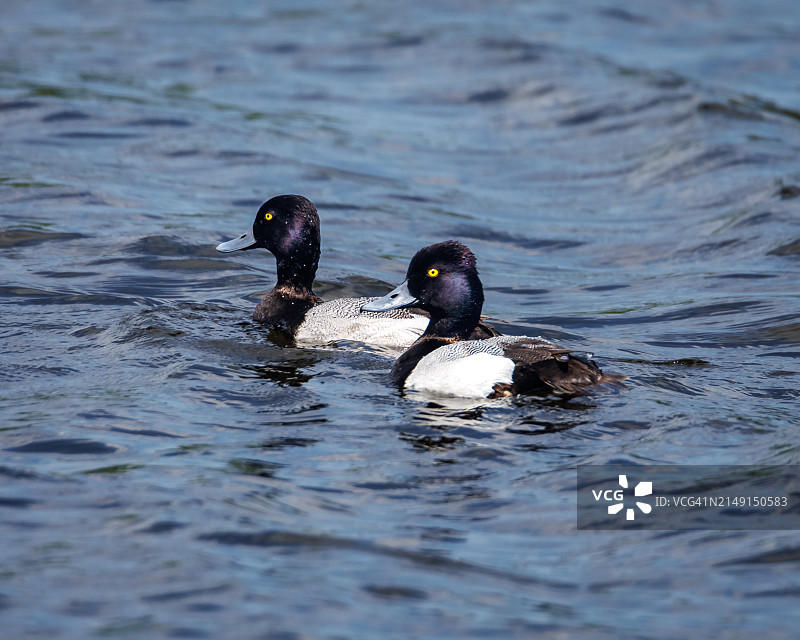 湖中游泳的鸭子特写，佛罗里达州，美国图片素材