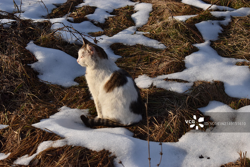 雪地里松鼠的鸟瞰图图片素材