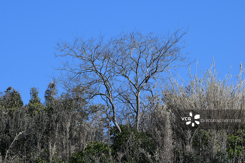 日本的裸树在晴朗的蓝天下的低角度视图图片素材