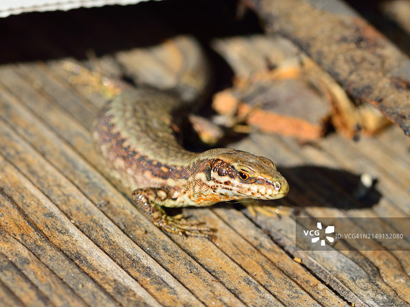 木头上蜥蜴的特写，美国纽约图片素材