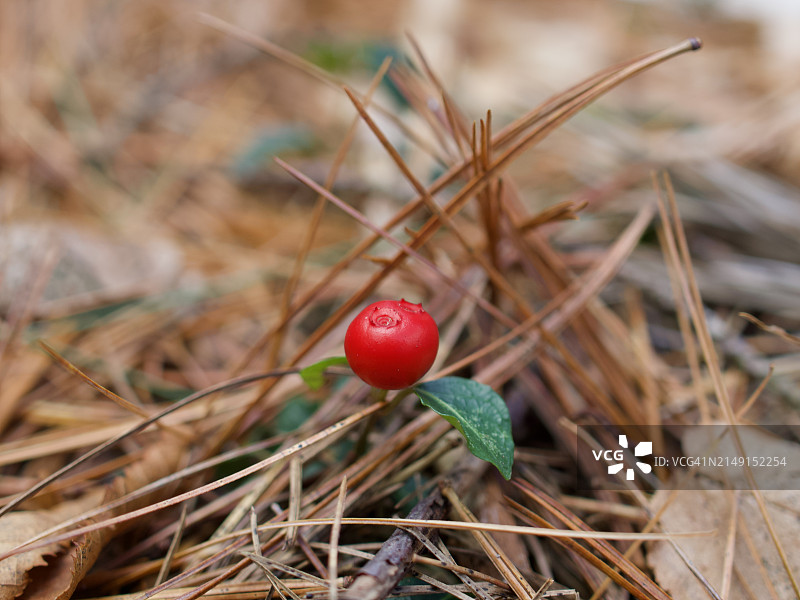 在美国马萨诸塞州韦兰生长的红色浆果特写图片素材