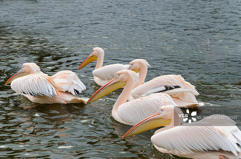 俯视湖中游泳的火烈鸟图片素材