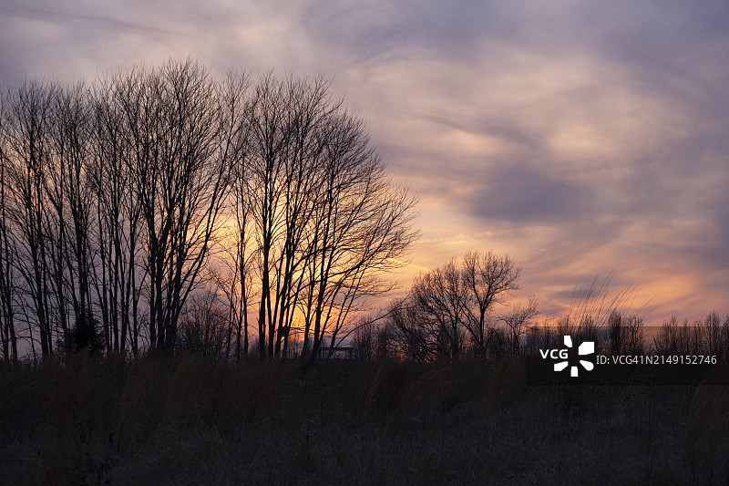 美国密苏里州圣路易斯日落时分田野上光秃秃的树的轮廓图片素材