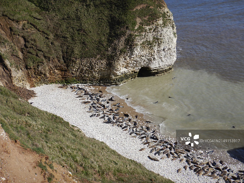 英国约克郡海岸弗兰伯勒岬的海豹栖息地图片素材