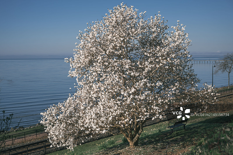 加拿大不列颠哥伦比亚省白石镇樱花树特写图片素材