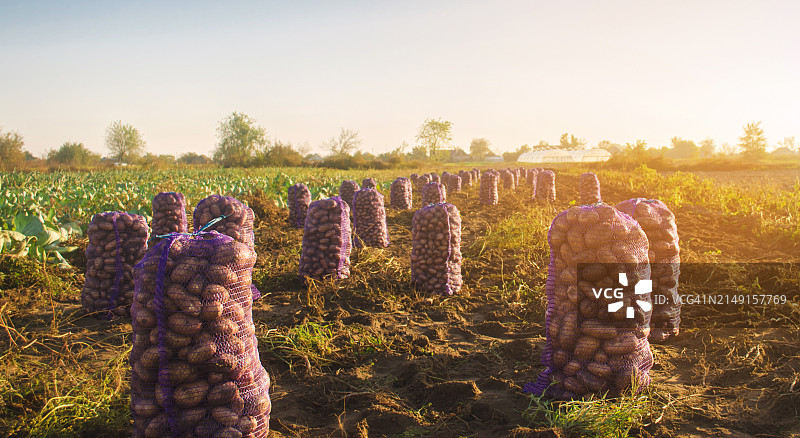 薰衣草田全景图片素材