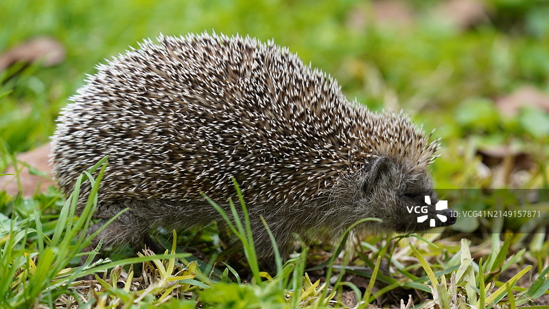 田野里的刺猬特写，以色列图片素材