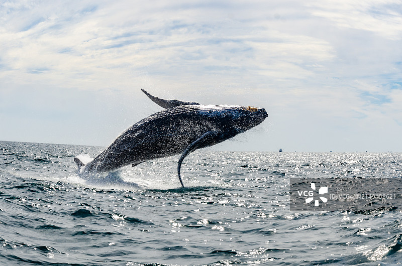 海中游泳的海豚特写图片素材