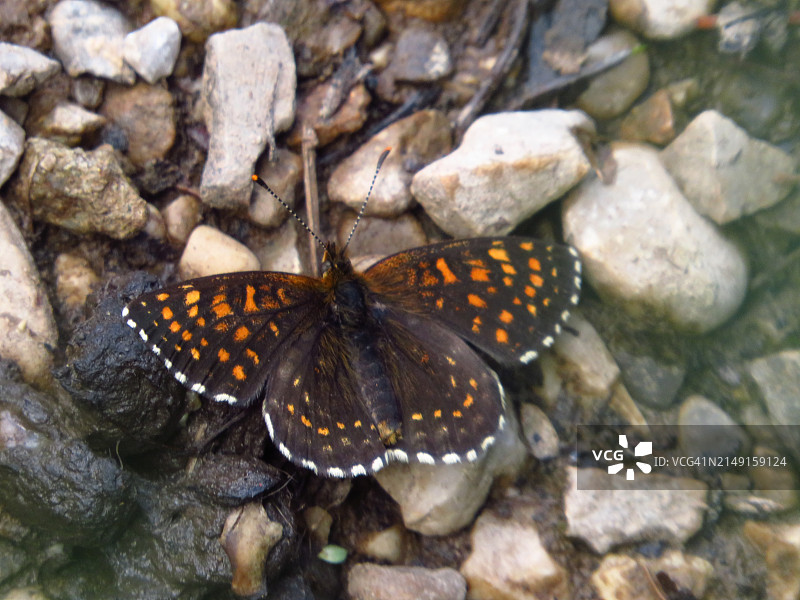 俯视角度拍摄的岩石上的蝴蝶图片素材