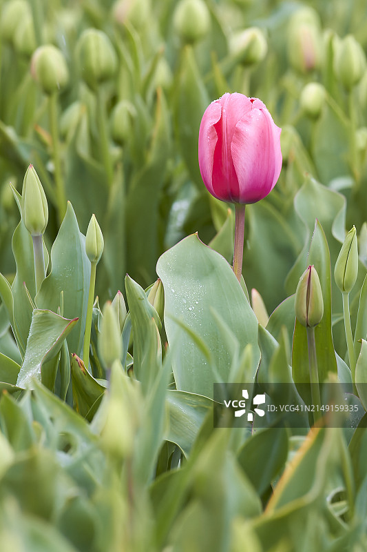 粉色植物特写，科瓦利斯，俄勒冈州，美国图片素材