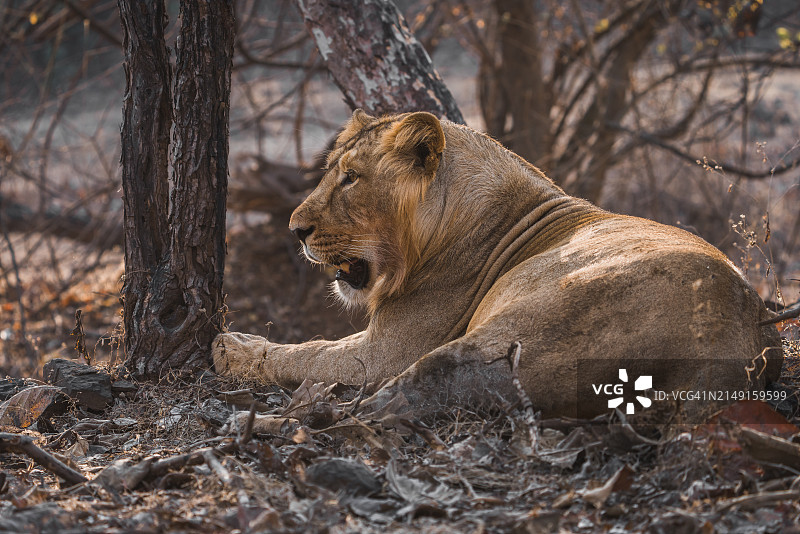 森林中狮子坐着的侧面图片素材