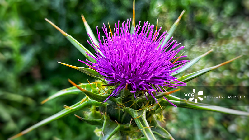 紫色蓟花特写，印度尼西亚图片素材
