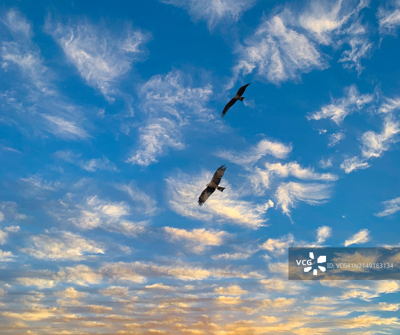 仰视视角：卢森堡，天空下飞翔的鸟群图片素材
