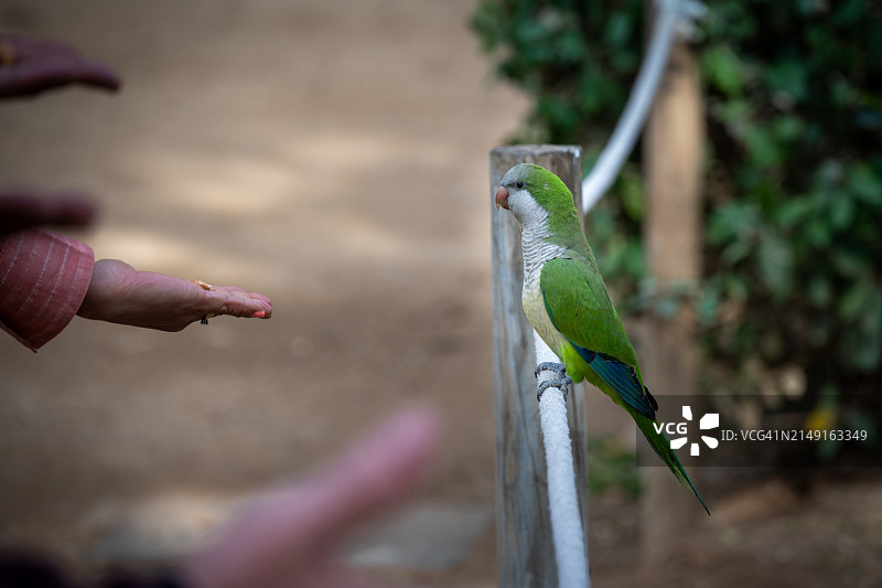 女子手持鹦鹉图片素材