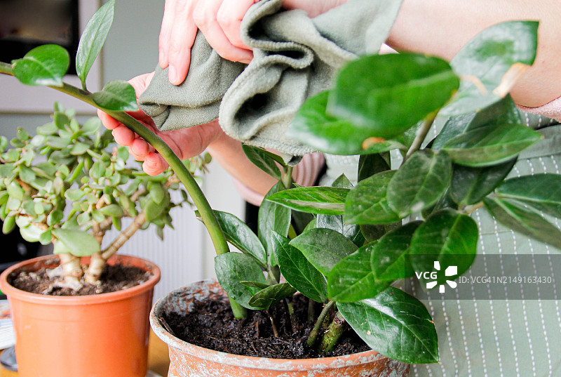室内植物除尘图片素材