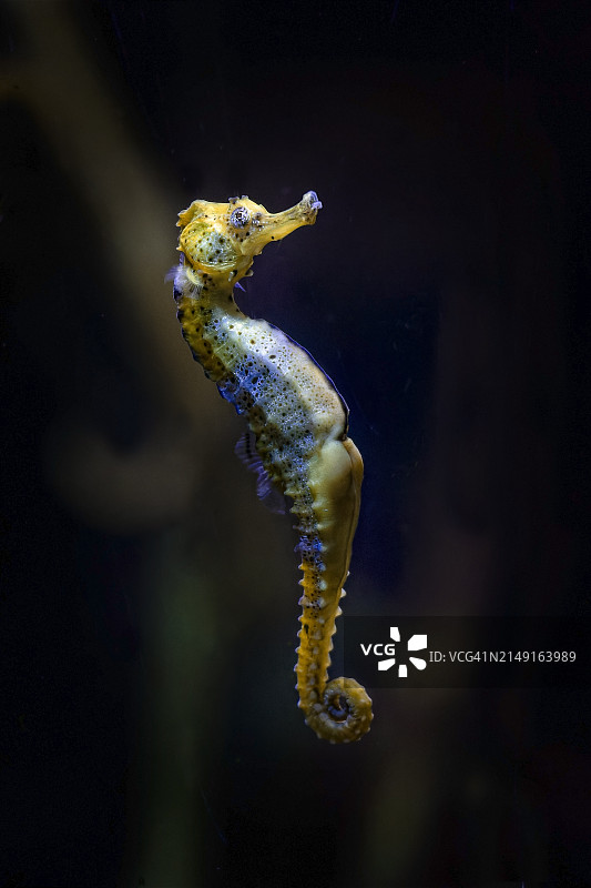 水母在海里游泳的特写图片素材