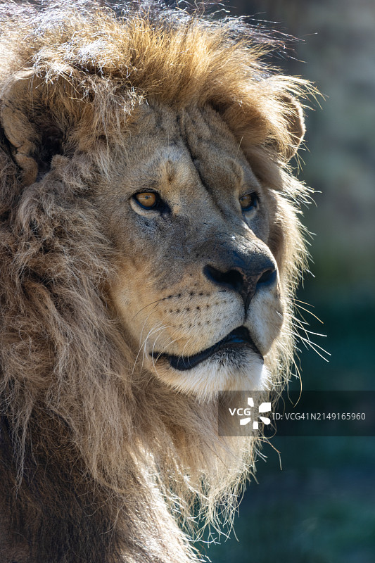 狮子特写图片素材