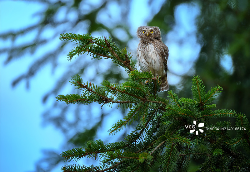 栖息在树上的猫头鹰图片素材