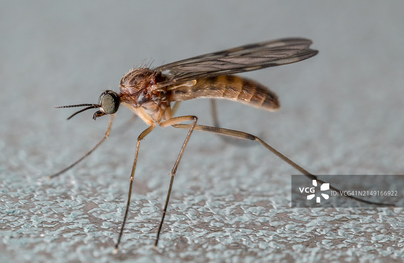 木头上的昆虫特写图片素材