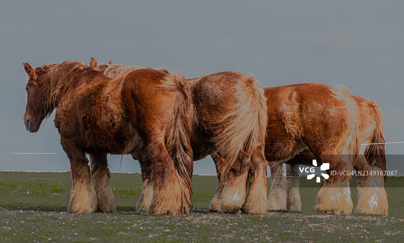 群象站在田野上，天空为背景的侧视图图片素材