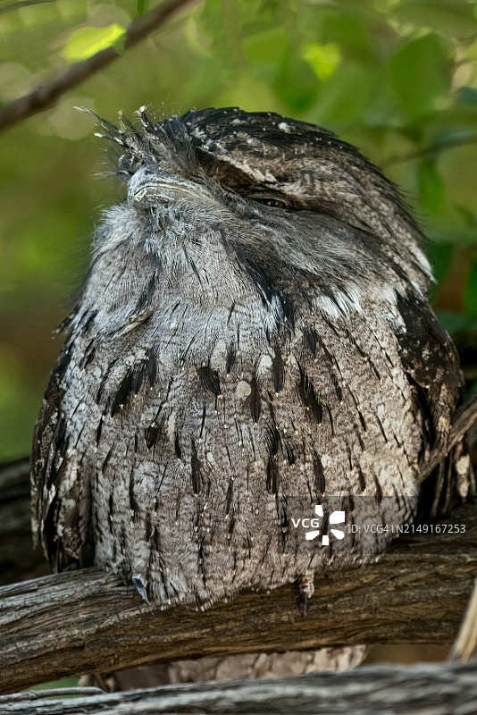 堪萨斯州威奇托：栖息在树上的猫头鹰特写镜头图片素材