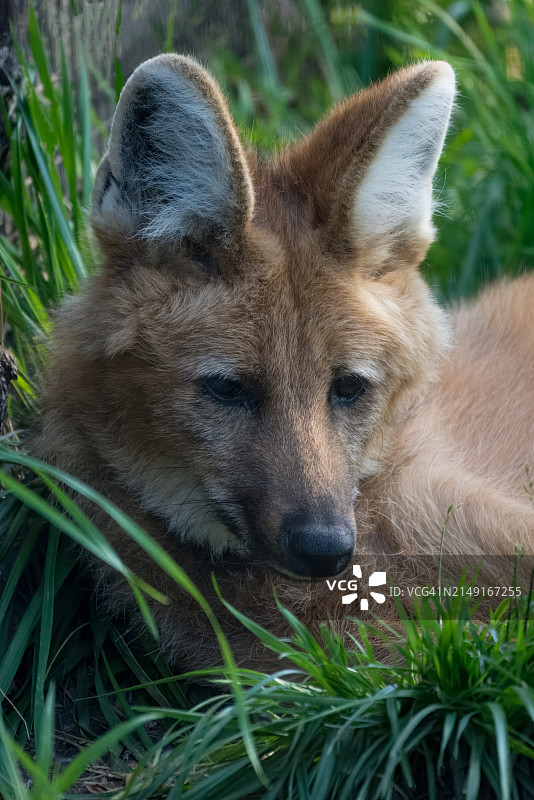 美国堪萨斯州威奇托的草地上狐狸的特写图片素材