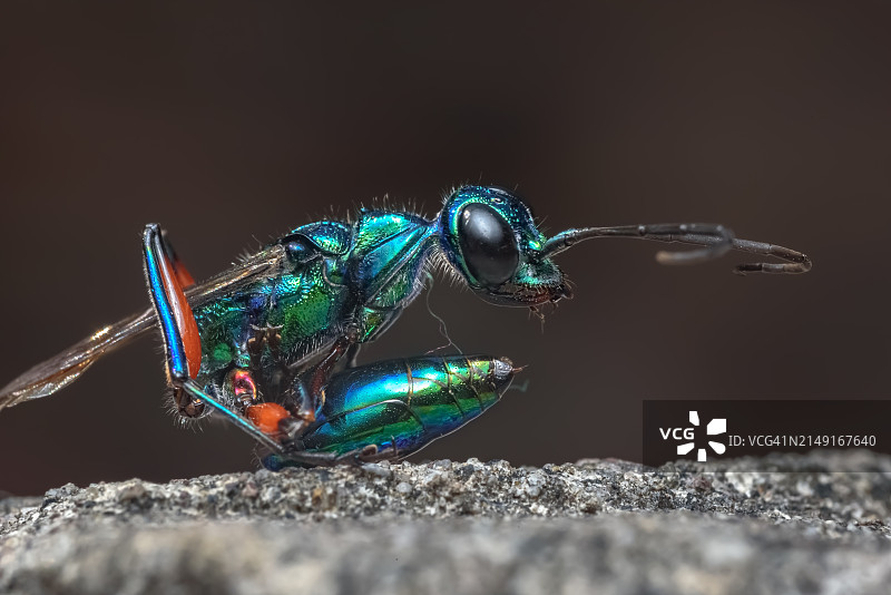 岩石上的昆虫特写图片素材