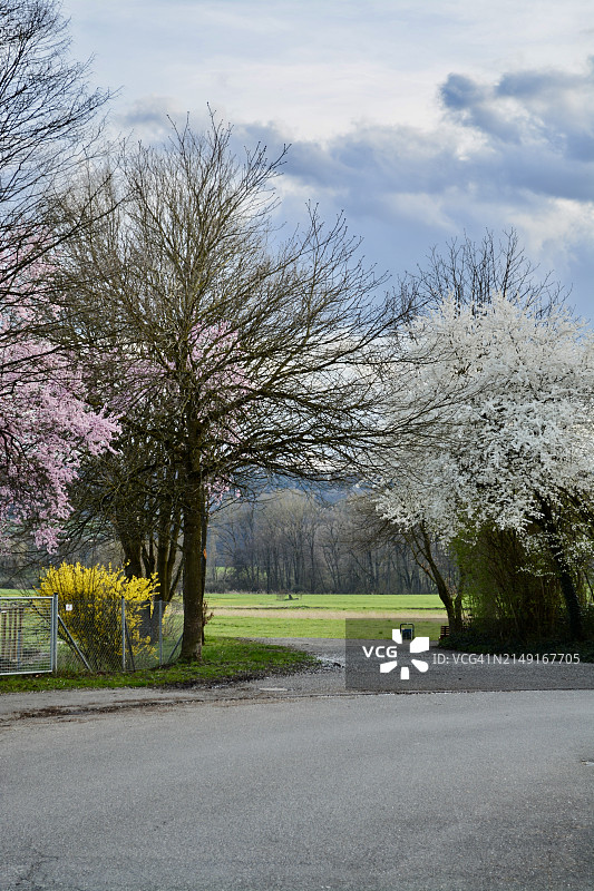 德国Gottmadingen的树木公路空旷景色图片素材