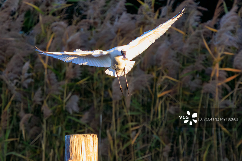 全球仅存5000只的濒危物种：黑脸琵鹭（2024年3月24日摄于日本东京江户川区葛西临海公园）图片素材