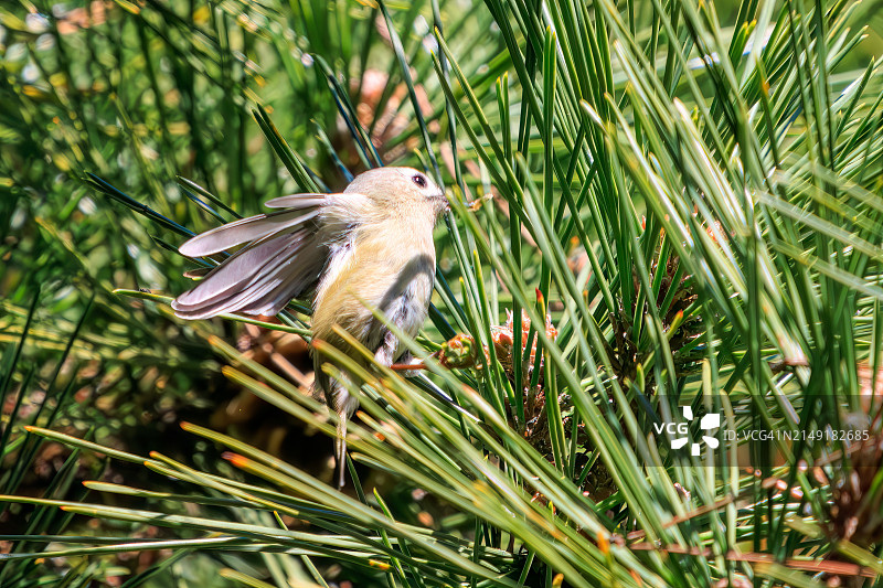 日本最小的鸟：戴菊图片素材