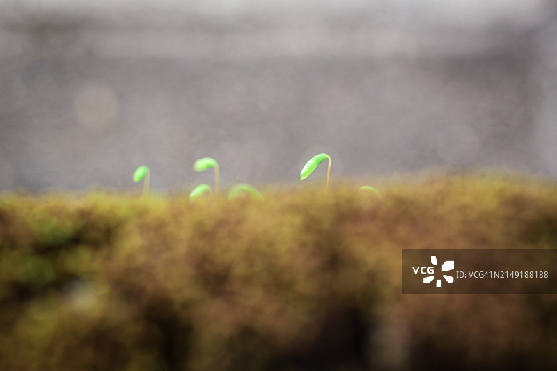 苔藓芽。微距摄影图片素材