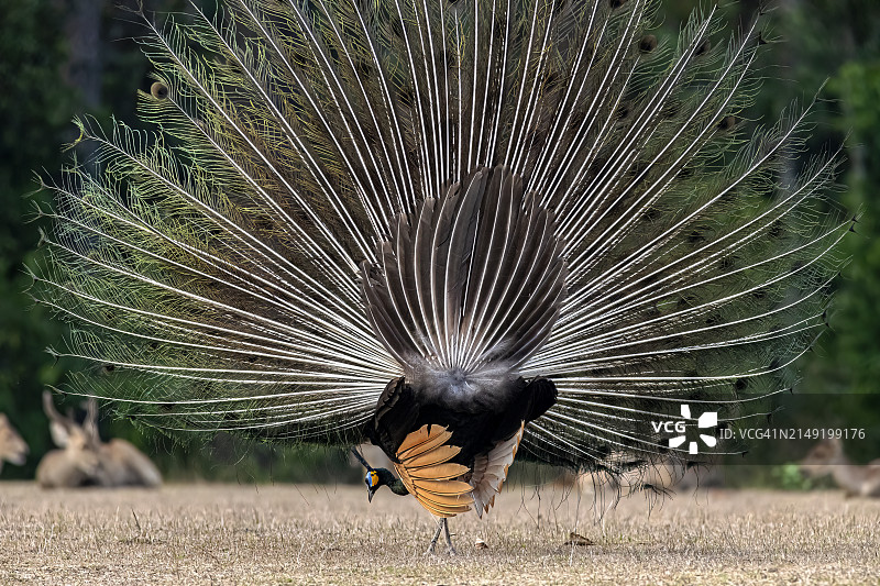 雄性泰国孔雀或绿孔雀（Pavo muticus），优雅而色彩鲜艳图片素材