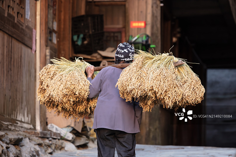 女人扛着收割的稻谷图片素材