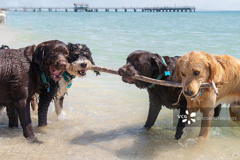 四只狗站在美国佛罗里达州海边咬着一根木棍图片素材