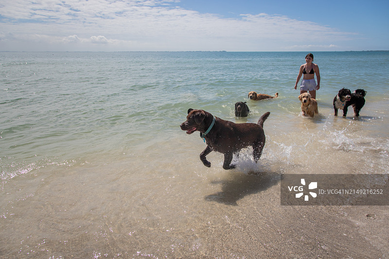 年轻女人与一群各种各样的狗在美国佛罗里达州的海浪中行走图片素材