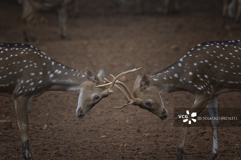 两只在草地上交配的鹿的侧面特写，印度尼西亚图片素材