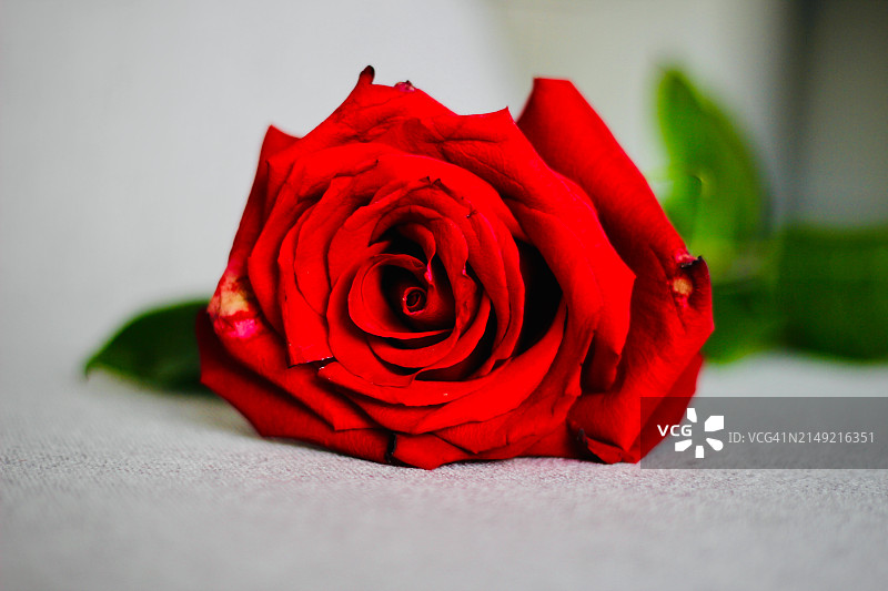 桌子上红色玫瑰花的特写图片素材