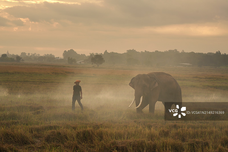 泰国素林：年轻男子在雾气笼罩的田野里与大象同行图片素材