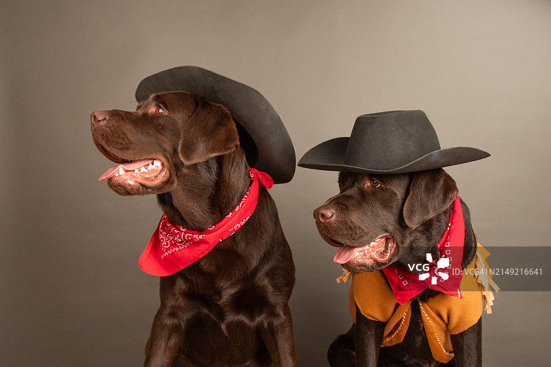 两只戴着牛仔帽和头巾的巧克力色拉布拉多寻回犬图片素材