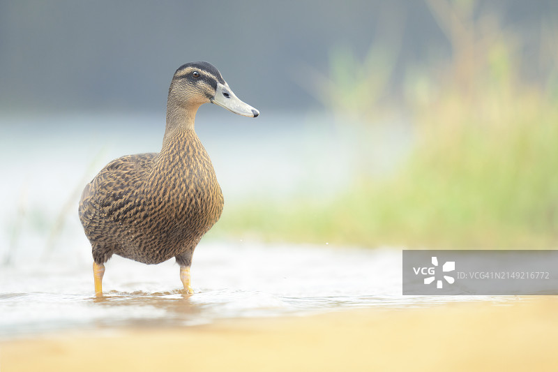 澳大利亚野生太平洋黑鸭图片素材