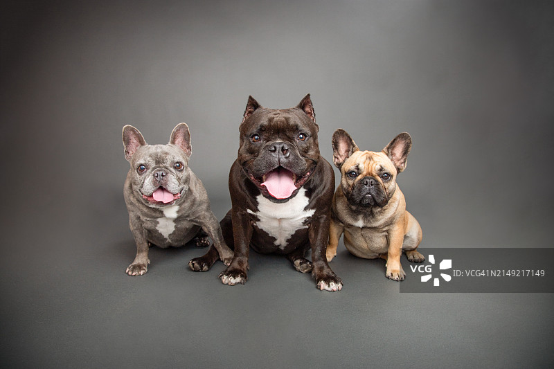 蓝色虎斑斗牛犬、混血斗牛犬和小鹿色斗牛犬并排坐在灰色背景前图片素材