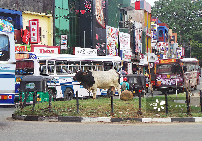 交通岛上的一头公牛图片素材