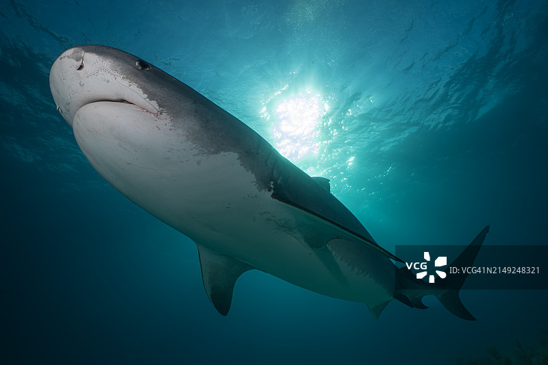 在巴哈马近海，一条虎鲨在午后阳光下畅游图片素材
