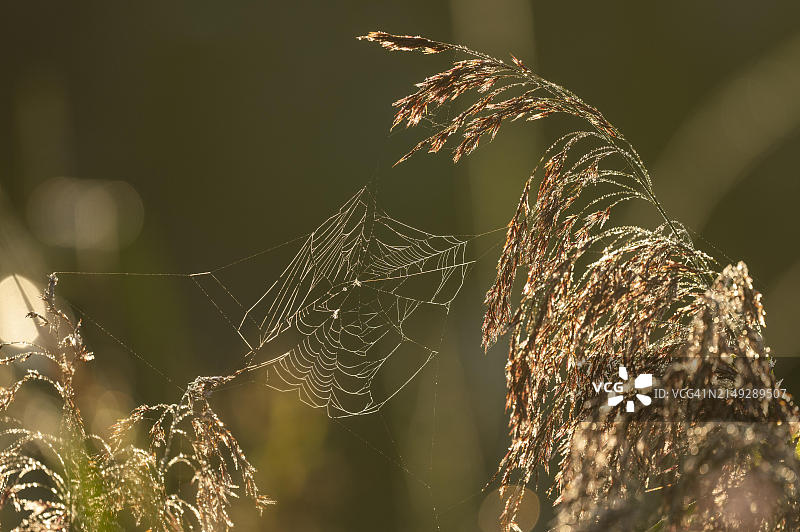 德国下萨克森的芦苇、普通芦苇（学名：Phragmites australis）逆光下的花序和蜘蛛网图片素材