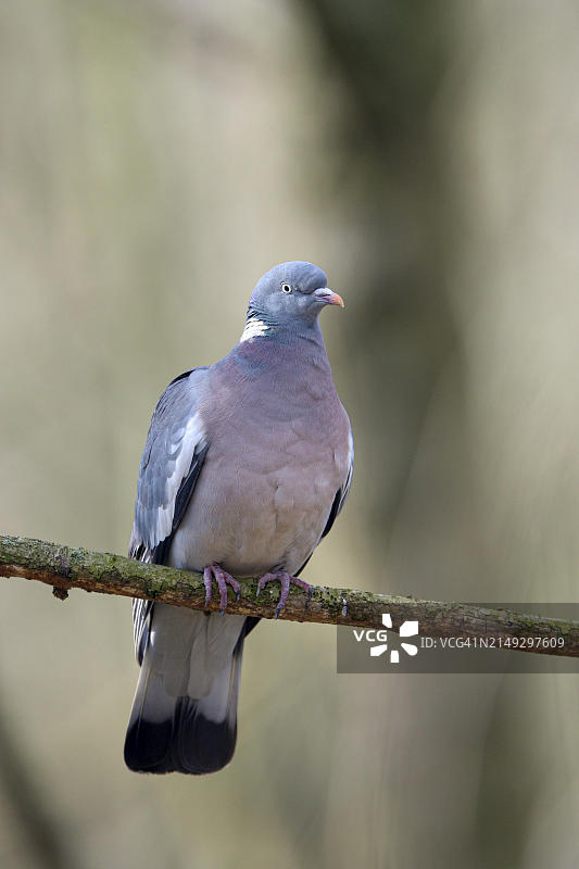 普通林鸽，成年鸟，德国鲁尔区鲁尔奥厄图片素材
