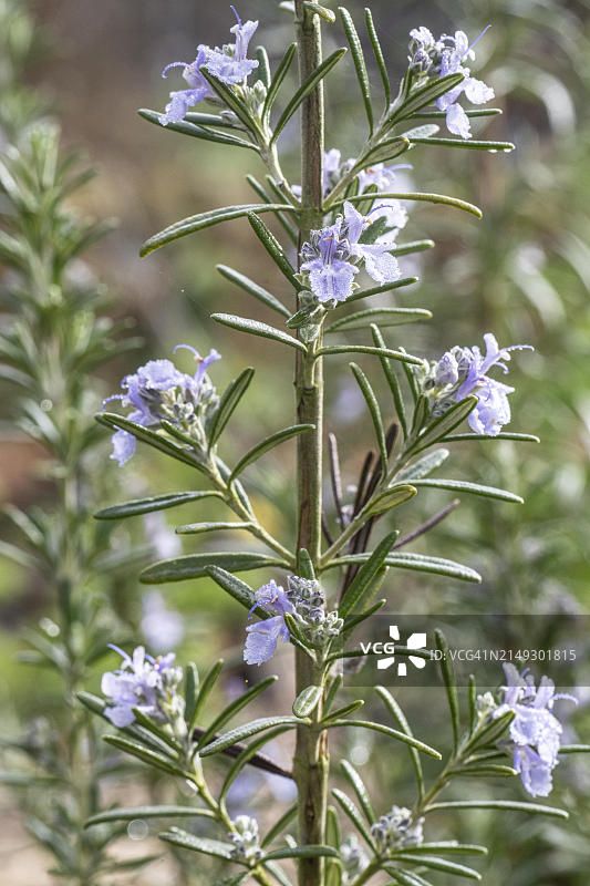 迷迭香，德国下萨克森州埃姆斯兰地区图片素材