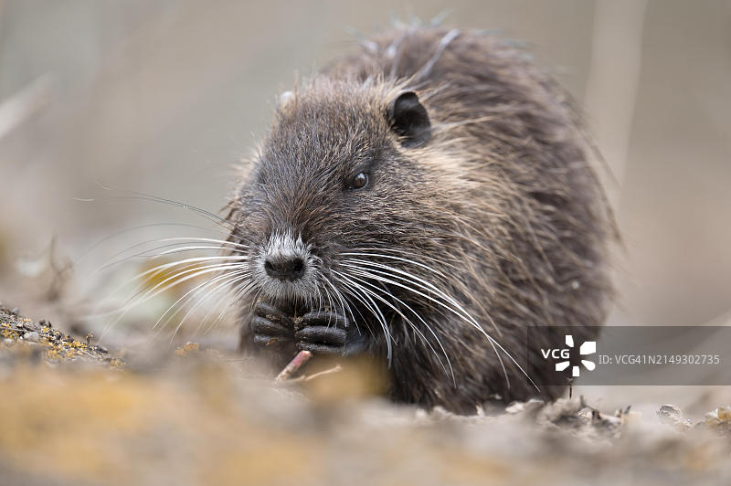 海狸鼠（Myocastor coypus）图片素材