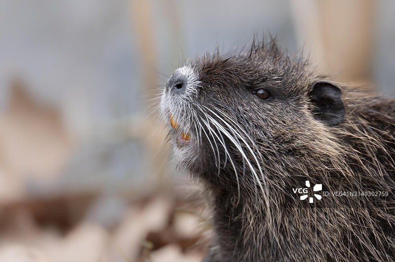 海狸鼠特写：侧面，背景虚化，德国图片素材